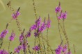 /album/galleria-foto-flora/aa-img11656-jpg/
